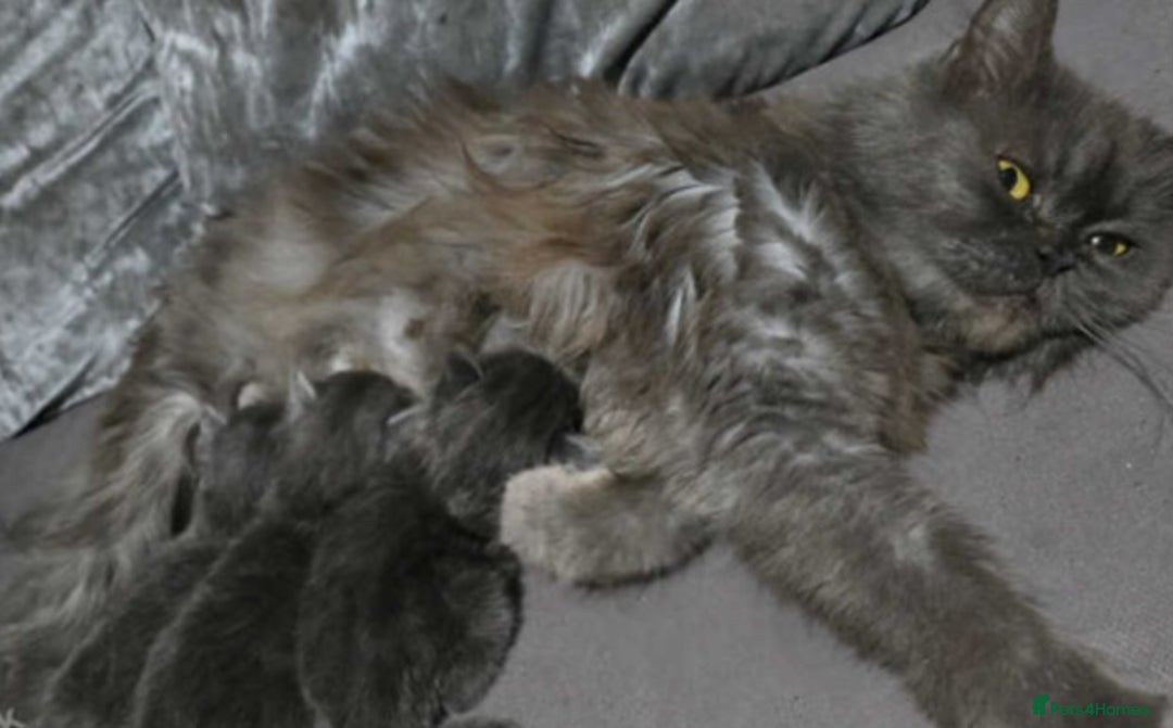 Persian cats for sale: Persian cats London  - Advert 12