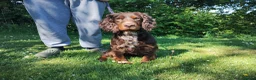 Cocker Spaniel dogs for sale: Cocker Spaniel Puppies  - Advert 27
