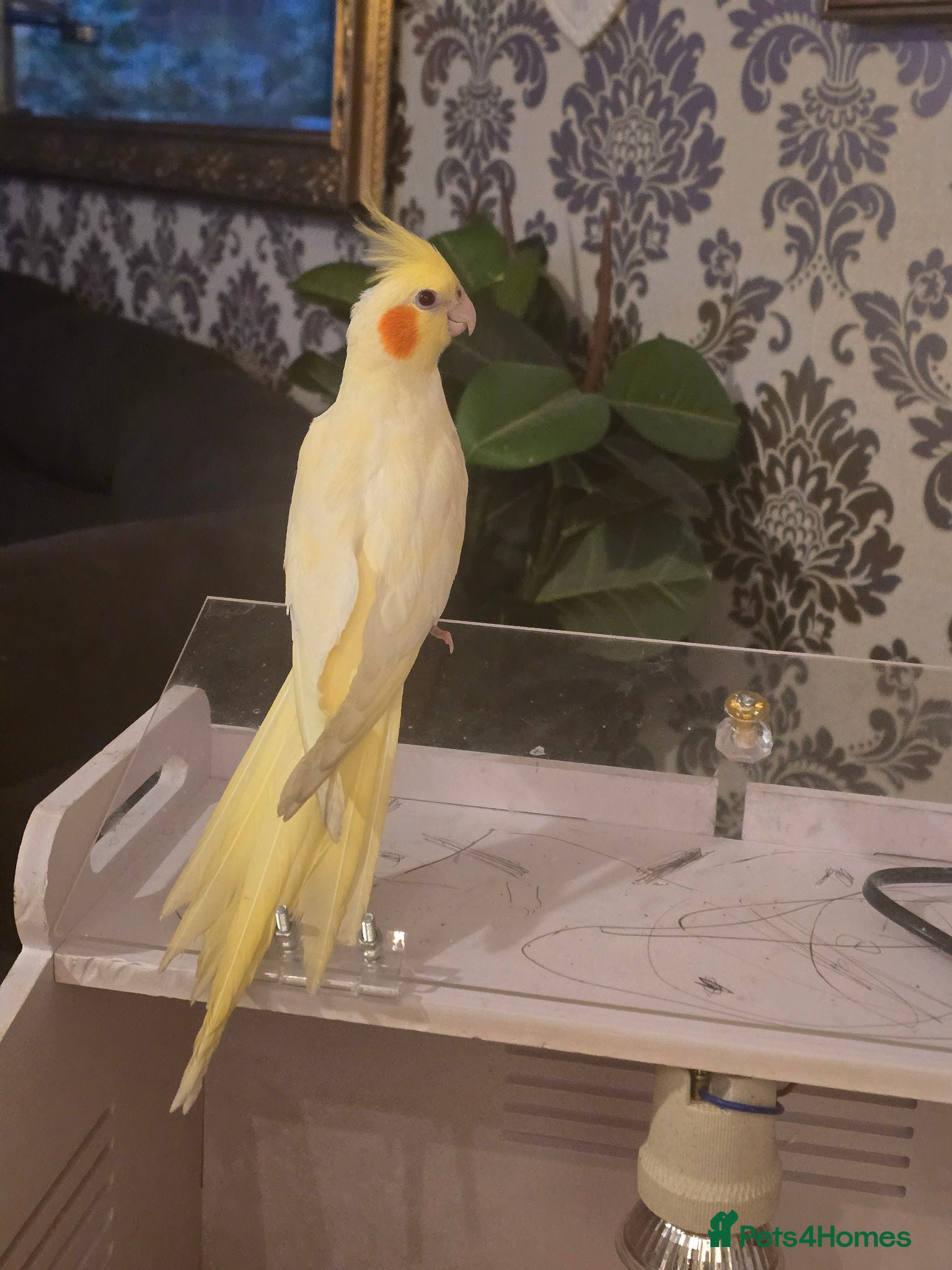 Cockatiels birds Cockatiel hand reared  - Advert 1