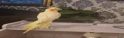 Cockatiels birds for sale: Cockatiel hand reared  - Advert 1