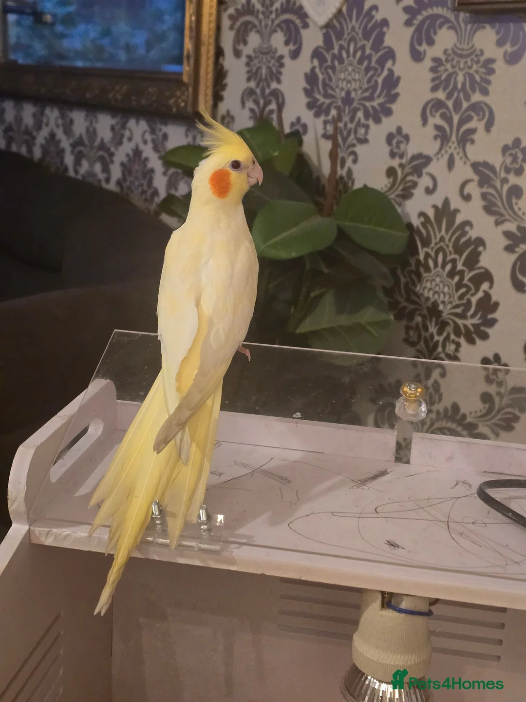 Cockatiels birds for sale: Cockatiel hand reared  - Advert 1