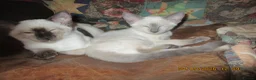 Siamese cats for sale: siamese kittens - Advert 2