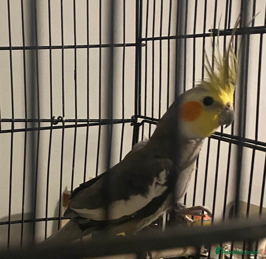 Cockatiels birds for sale: young male cockatiel untaimed (CAGE INCLUDED)  - Advert 3