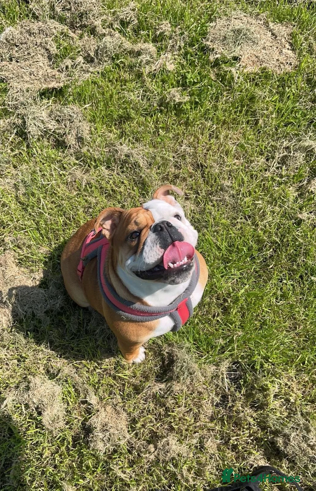 English Bulldog dogs for sale: English bulldog for sale - Advert 2