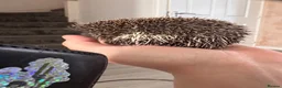 Pygmy Hedgehog rodents for sale: Male African Pygmy hedgehogs  - Advert 6