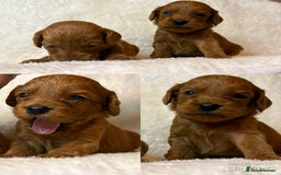 Cavapoo dogs for sale: Fox RED Cavapoo Puppies - Image 5