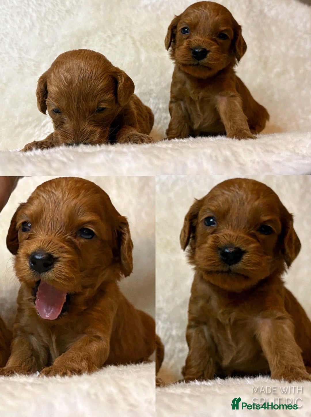 Cavapoo dogs for sale: Fox RED Cavapoo Puppies - Image 5
