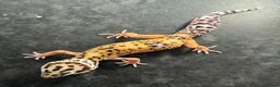 Leopard Gecko reptiles for sale: STUNNING LEOPARD GECKOS WOW AMAZING - Advert 10