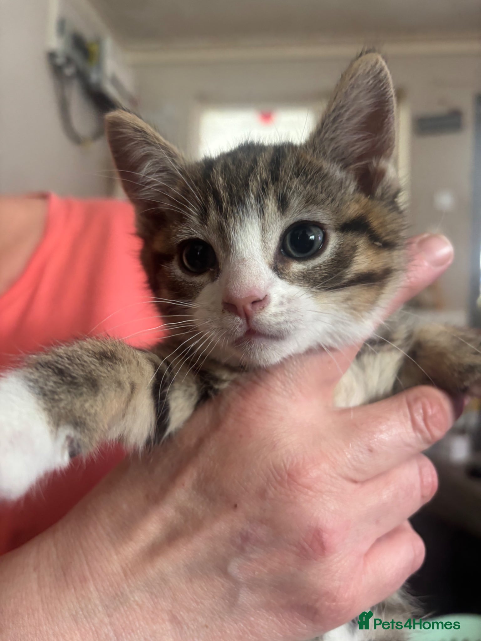 Mixed Breed cats Beautiful kitten  - Advert 2