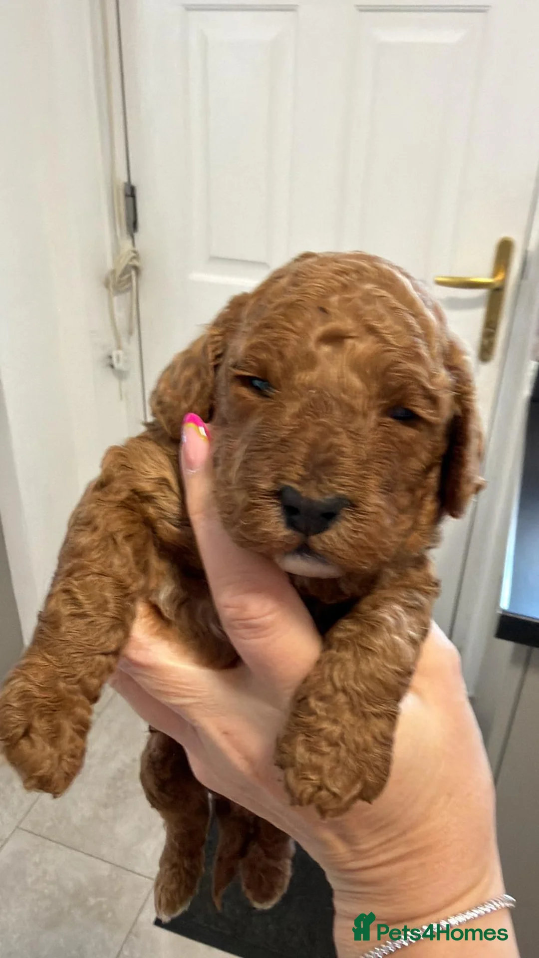 Cockapoo dogs for sale: Laboratory Health tested parents  - Advert 2