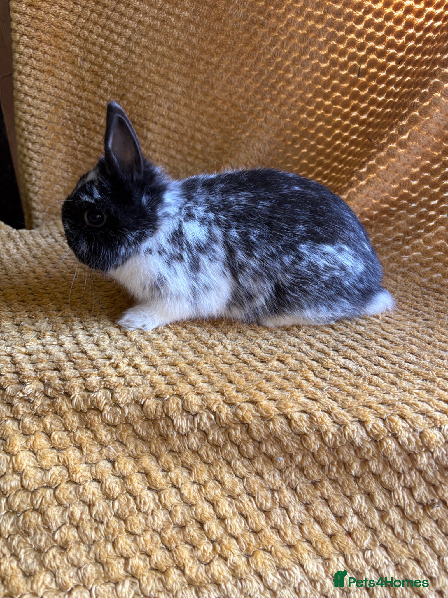 Netherland Dwarf rabbits Gorgeous Netherland dwarves  - Advert 1