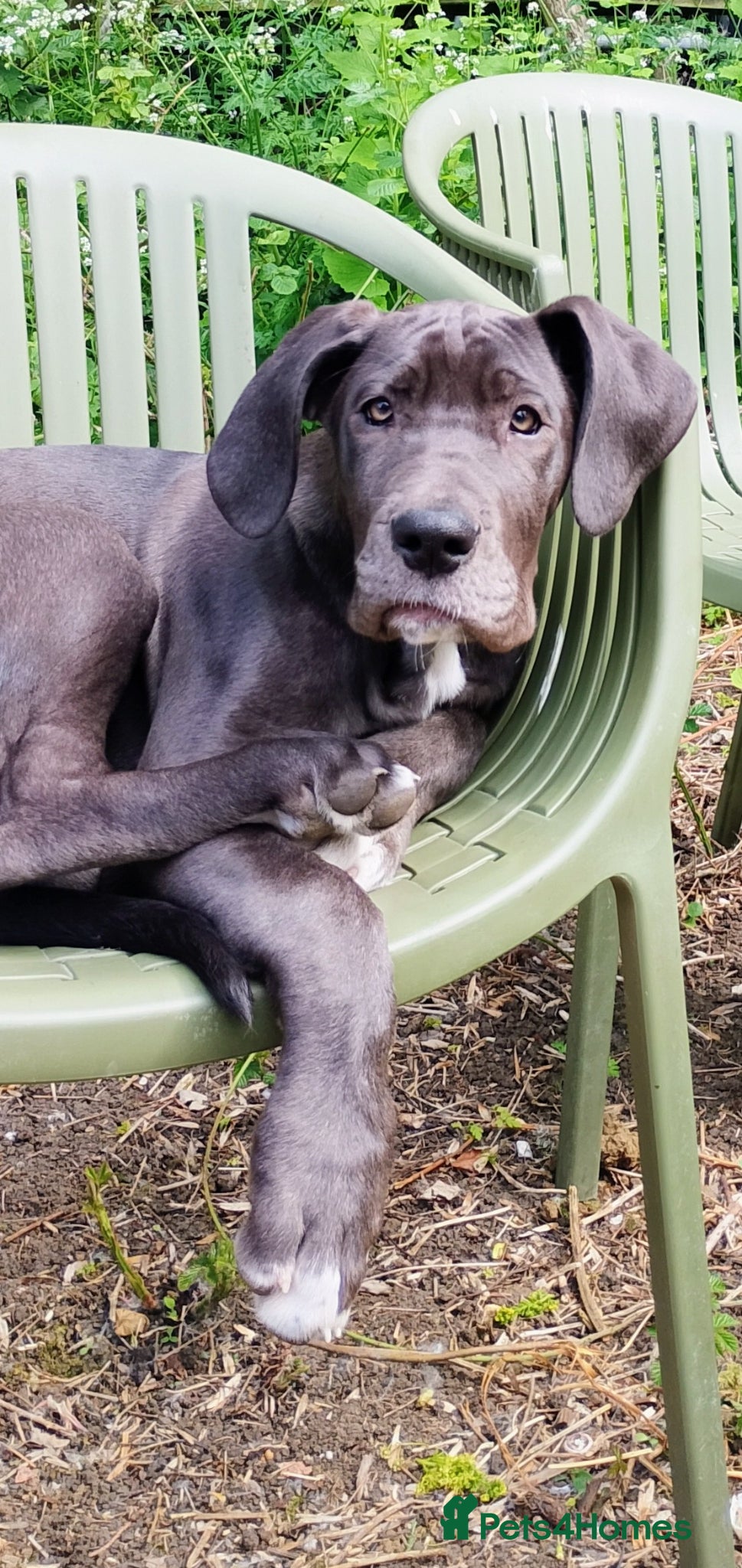 Great Dane dogs Blue Great Dane female  - Advert 14