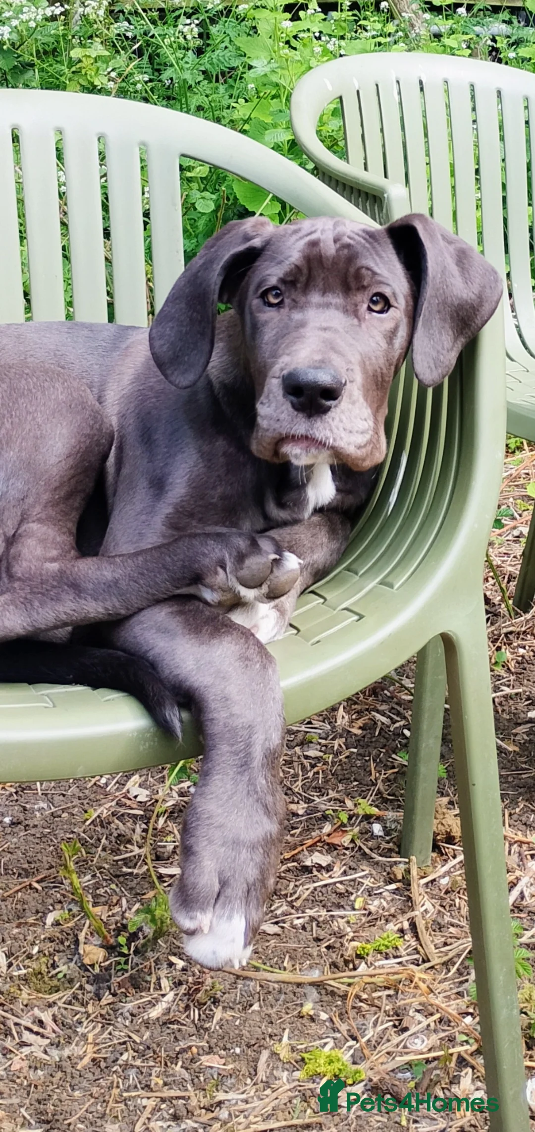 Great Dane dogs for sale: Blue Great Dane female  - Advert 1