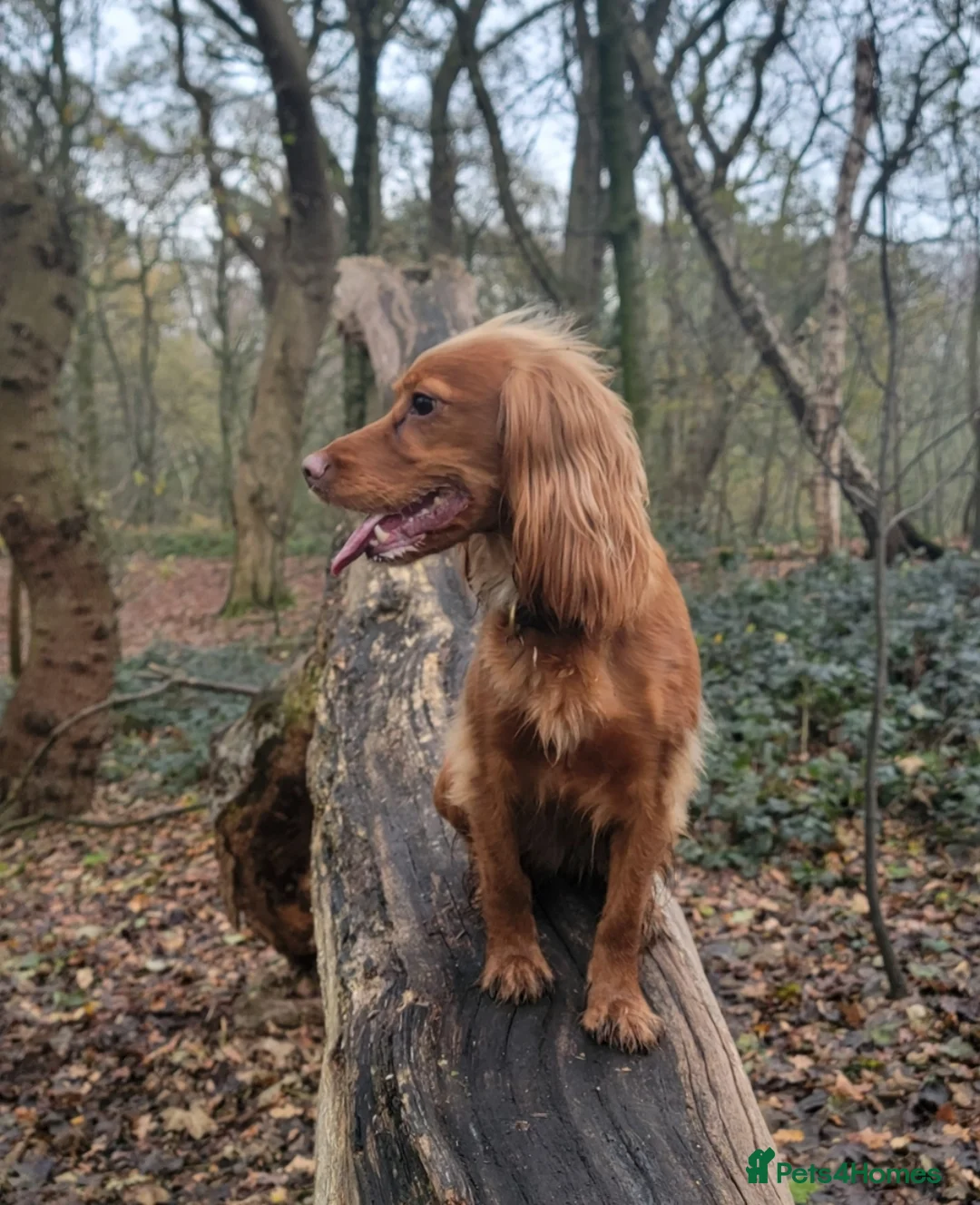 Cocker Spaniel dogs for sale: Working cocker spaniel puppies for sale - Advert 6