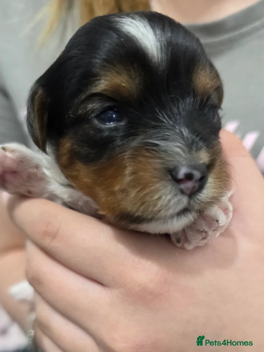 Yorkshire Terrier dogs for sale: Adorable Yorkshire Terrier (Biewer) puppies. - Advert 2