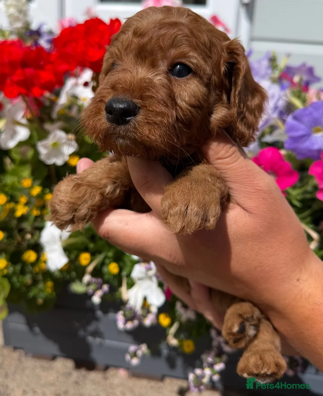 Cockapoo dogs for sale: Cockapoo puppies F1 (licensed breeder) - Advert 26