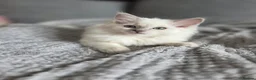 Ragdoll cats for sale: Introducing my litter of Cherubim Ragdolls in Newport-on-Tay - Advert 8