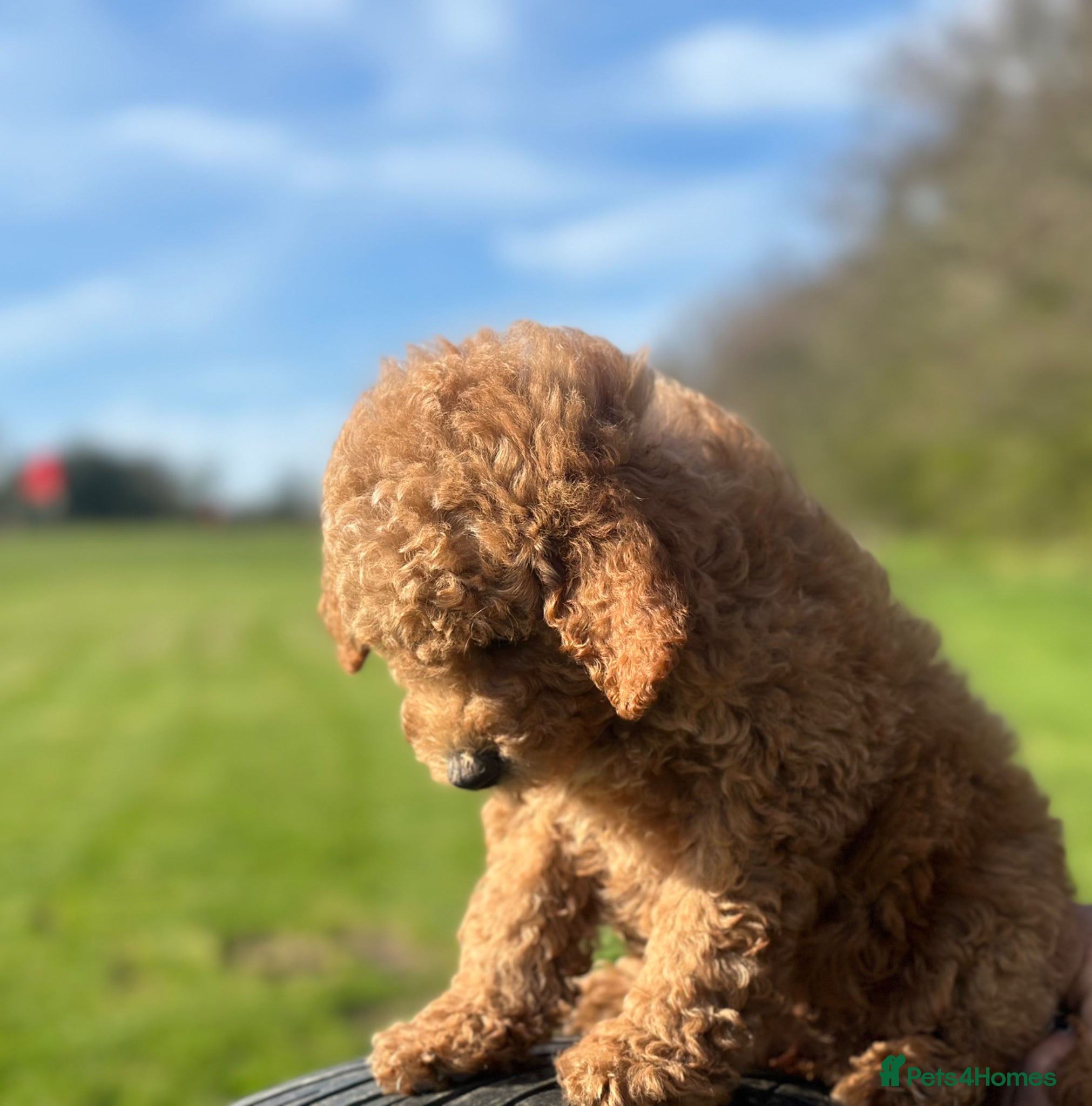 Goldendoodle dogs FOX RED F1B MINI GOLDENDOODLE GIRL READY NOW 1795 - Advert 2