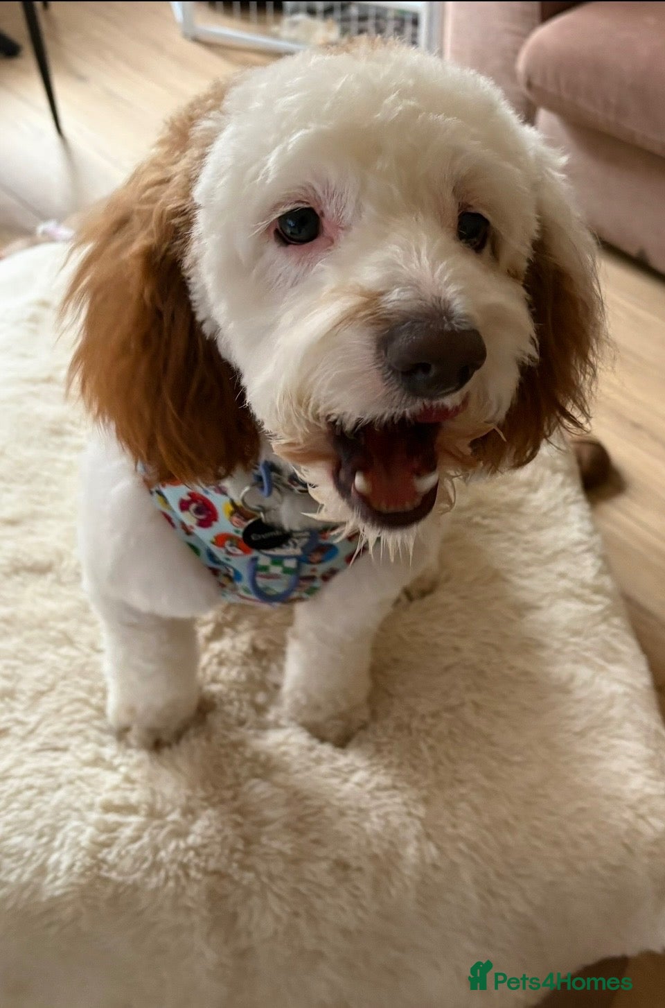 Sproodle dogs for sale: Beautiful Sproodle boy  - Advert 19