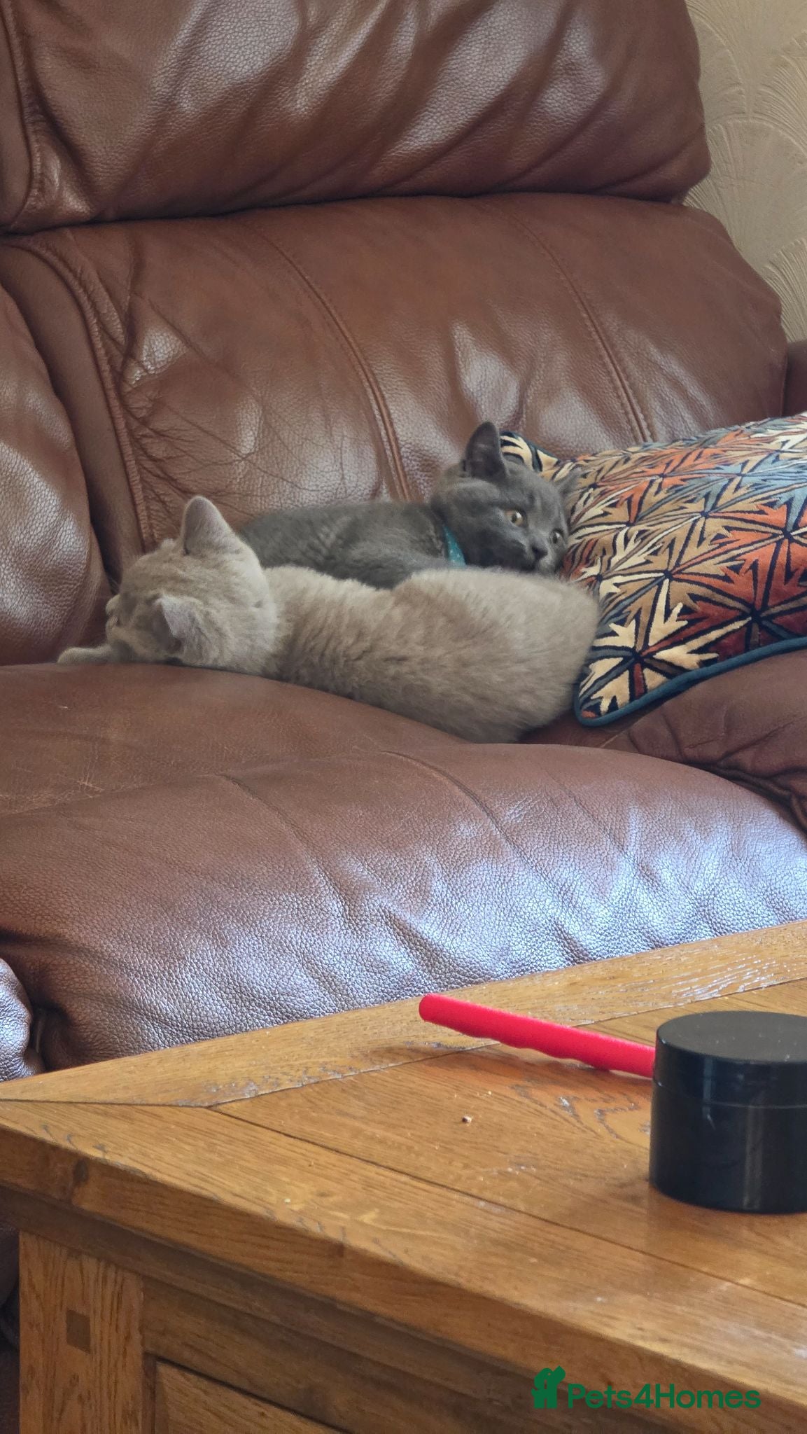 British Shorthair cats 2 left! Pedigree BSH short hair - Advert 6