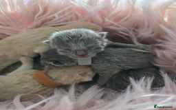 British Shorthair cats for sale: Beautiful Kittens looking forever home 😍😸 - Image 11