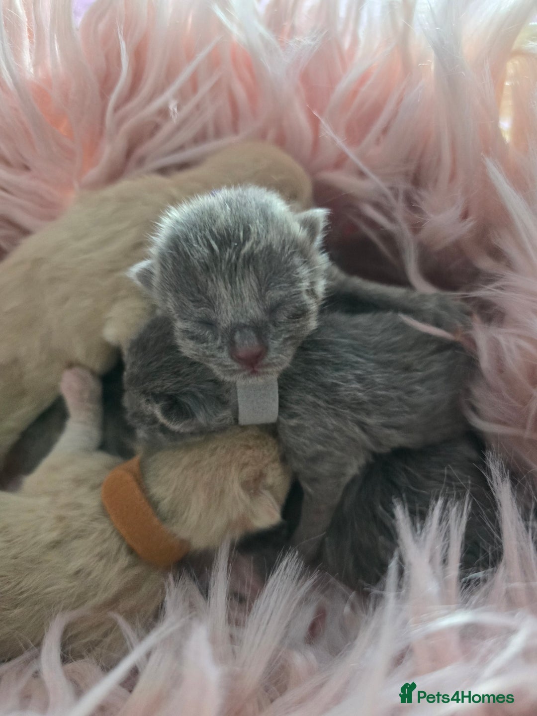 British Shorthair cats for sale: Beautiful Kittens looking forever home 😍😸 - Image 11