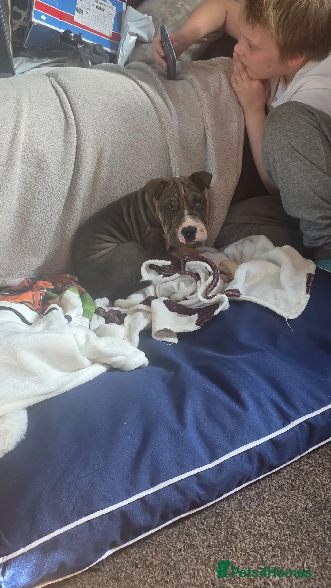 Mixed Breed dogs for sale: 11 week old Shar pei cross American bulldog  - Advert 2