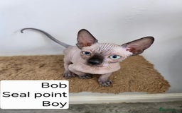 Sphynx cats for sale: REDUCED Ready now qualityTica Canadian kittens - Image 18