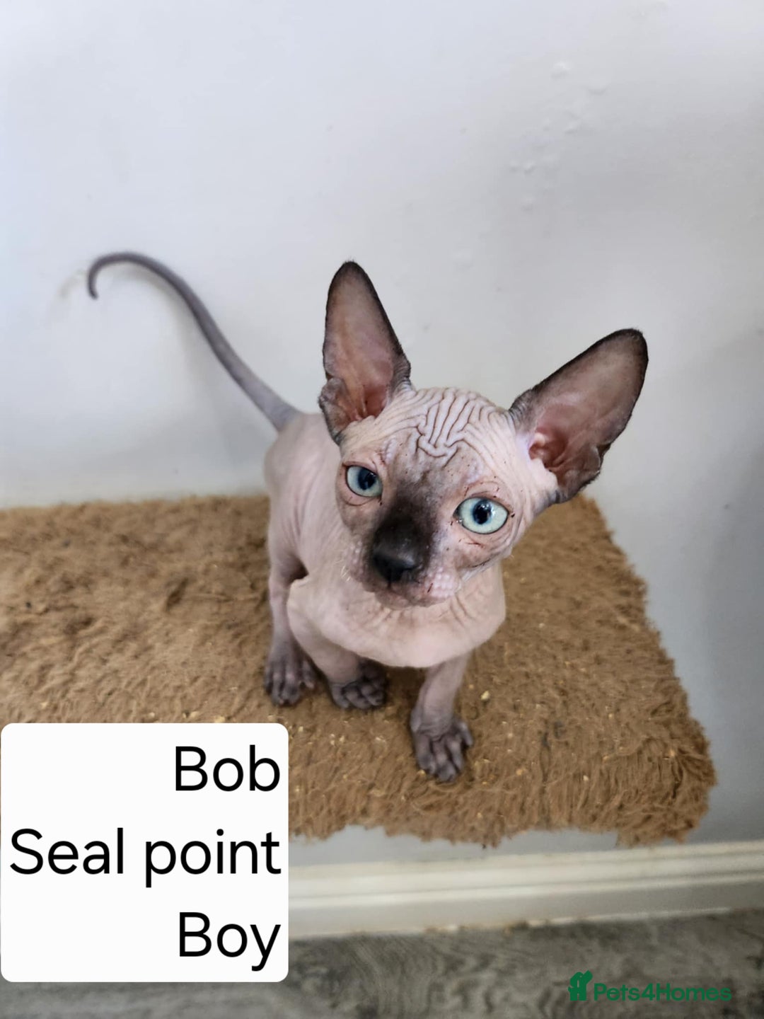 Sphynx cats for sale: REDUCED Ready now qualityTica Canadian kittens - Image 18