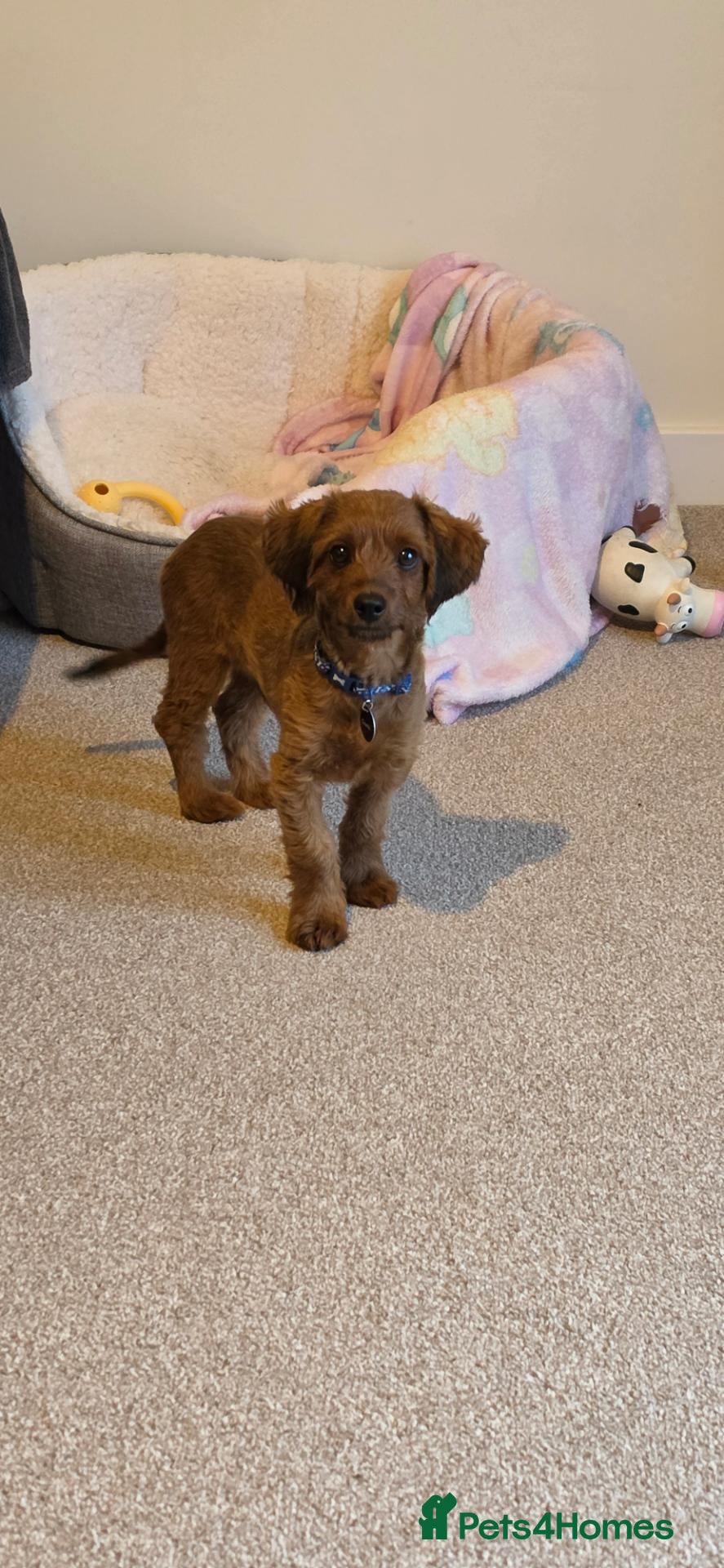 Cavapoochon dogs for sale: Fully Vaccinated Male Cavapoochon - Advert 13