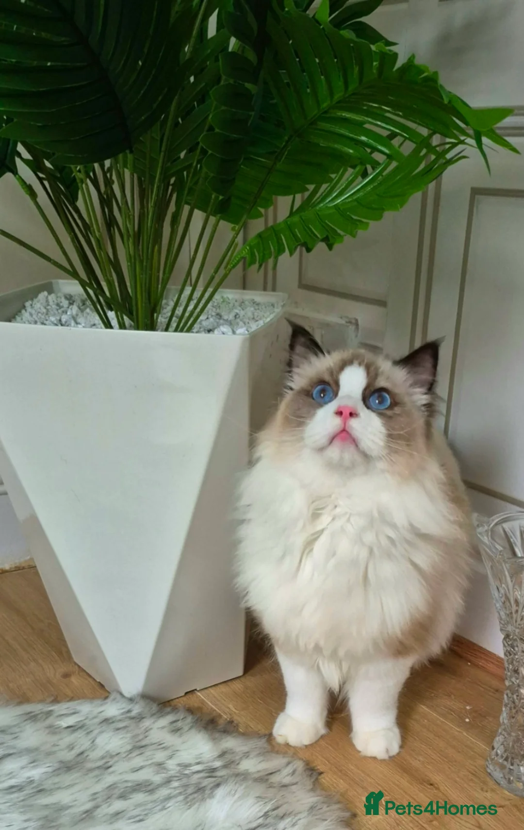 Ragdoll cats for sale: Premium Seal Bicolour  Ragdoll Boys 💖💖💖 - Advert 17