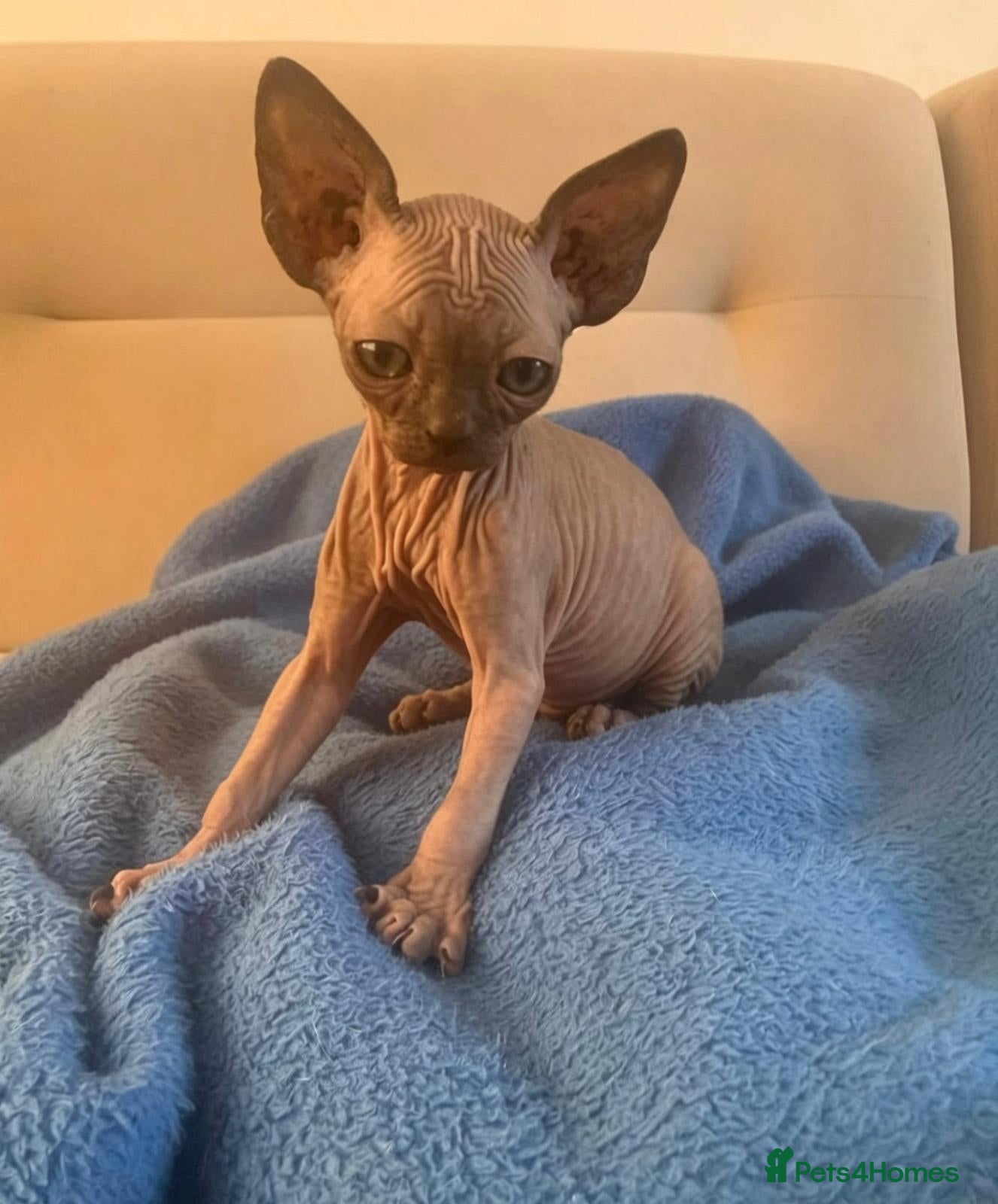 Sphynx cats 6 tica registered Sphynx Kittens - Advert 2