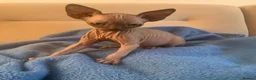 Sphynx cats for sale: 6 tica registered Sphynx Kittens in London - Advert 2