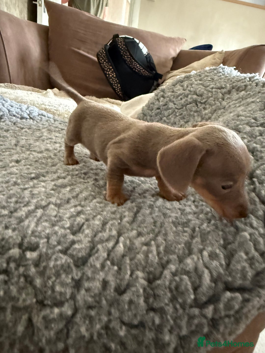 Miniature Dachshund dogs for sale: Miniature daschund puppies - Image 32