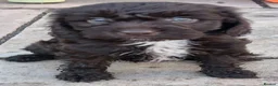 Cockapoo dogs for sale: Chocolate cockatoo x 3 dog in Maesteg - Advert 3