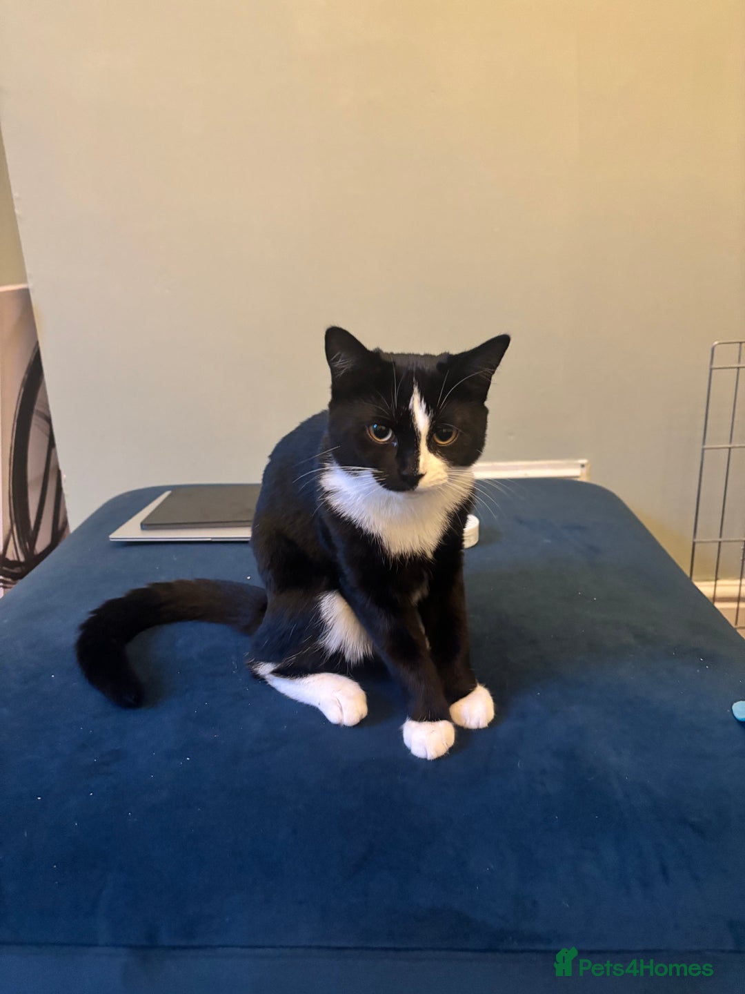 British Longhair cats for sale: 2 kittens and 1 young cat for sale!! - Image 3