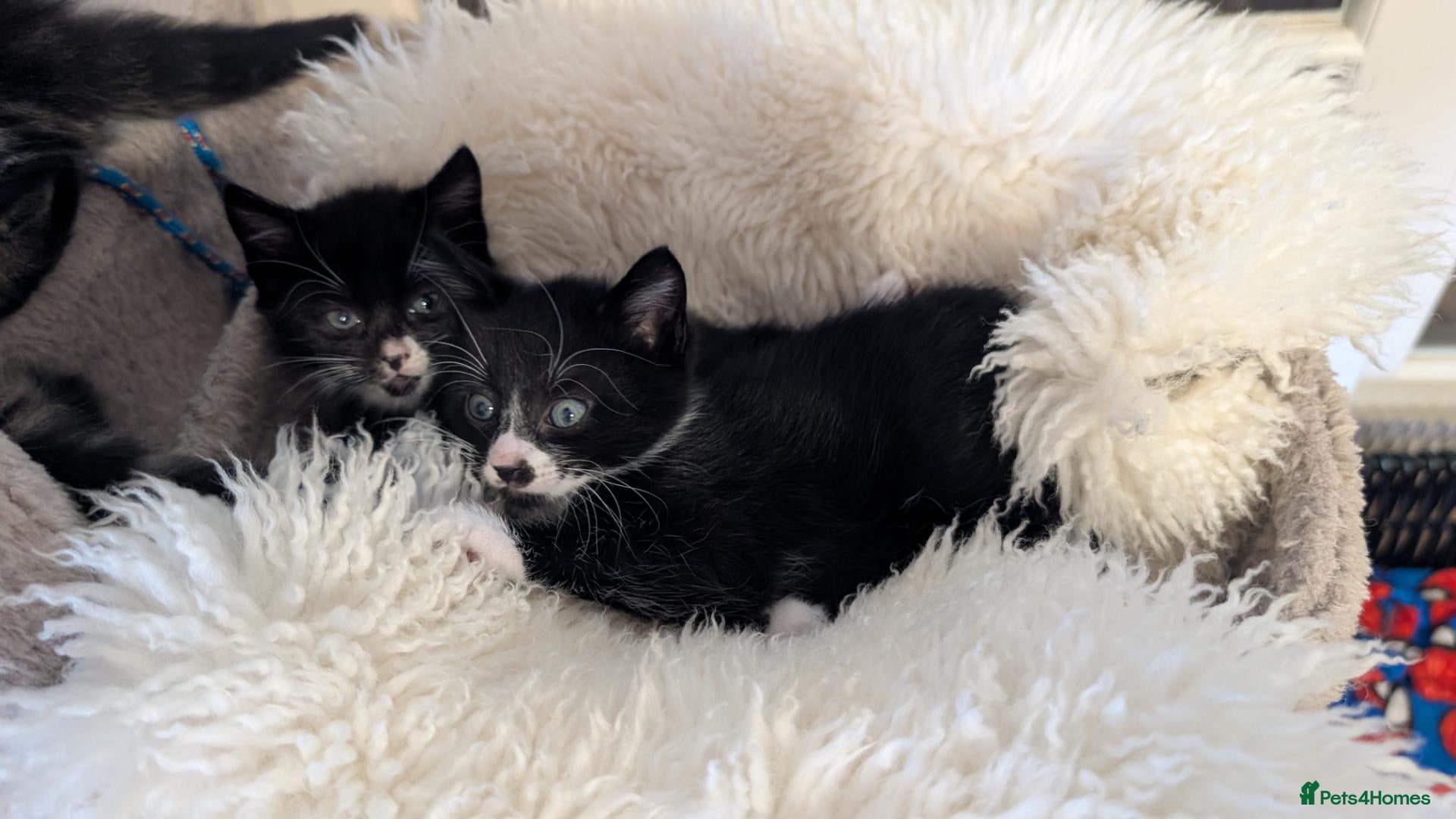 Mixed Breed cats Tuxedo brother and sister - Advert 6