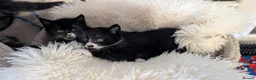 Mixed Breed cats for sale: Tuxedo brother and sister - Advert 1