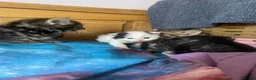 Mixed Breed cats for sale: 10 Loving and Playful Kittens  - Advert 2