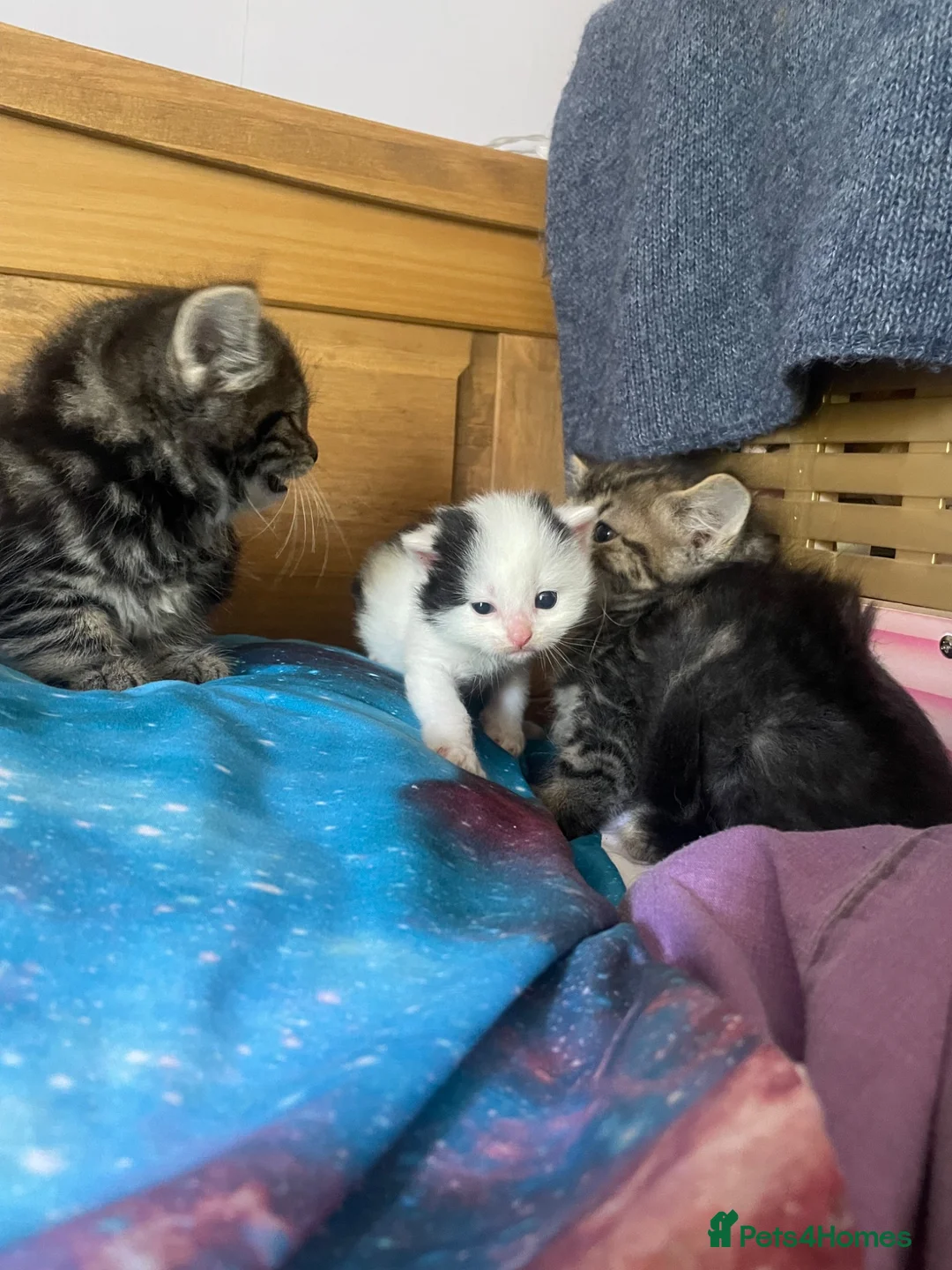 Mixed Breed cats for sale: 10 Loving and Playful Kittens  - Advert 2