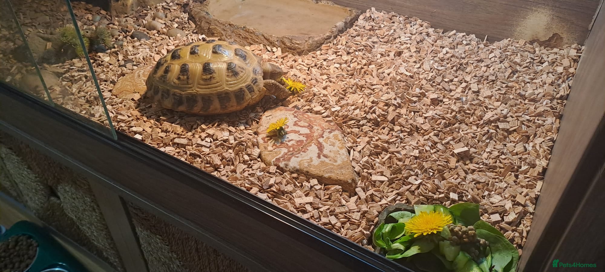 Tortoise reptiles for sale: Horsefield Tortoise - Advert 1