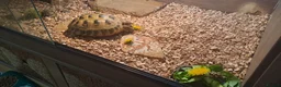 Tortoise reptiles for sale: Horsefield Tortoise in Derby - Advert 1