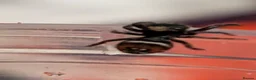 Spiders invertebrates for sale: Phiddipus carneus  - Advert 15