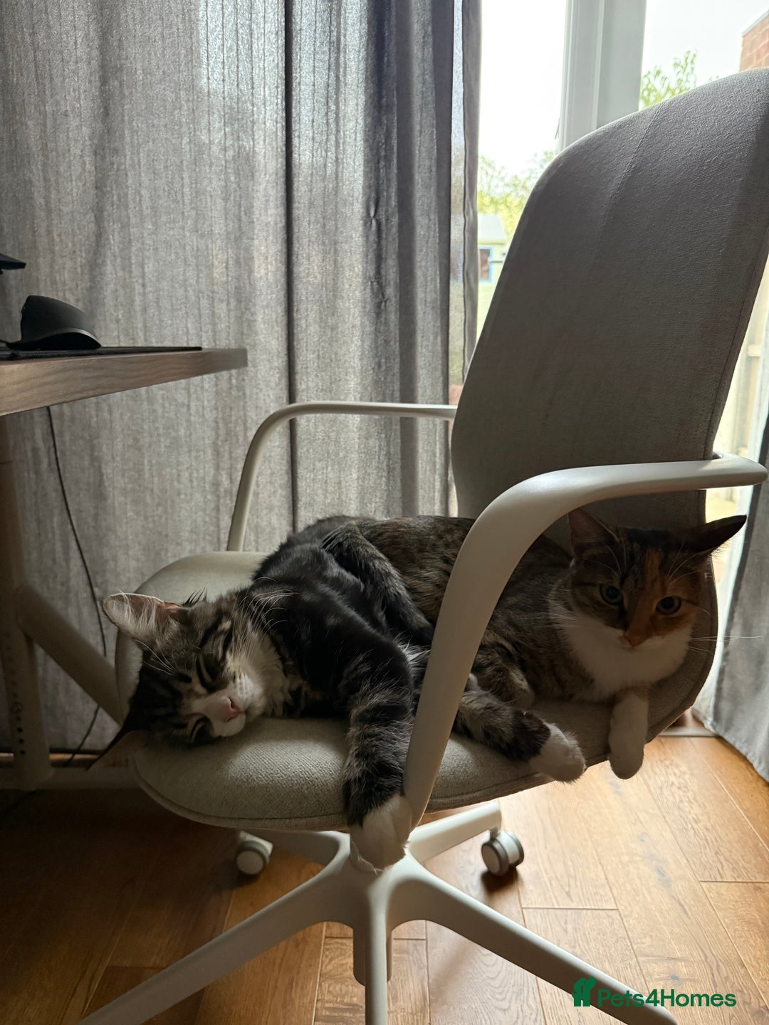 Mixed Breed cats for sale: Rehoming Bonded Cats – ****** - Image 3