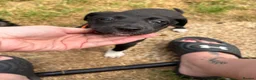 Whippet dogs for sale: Whippet cross  - Advert 5
