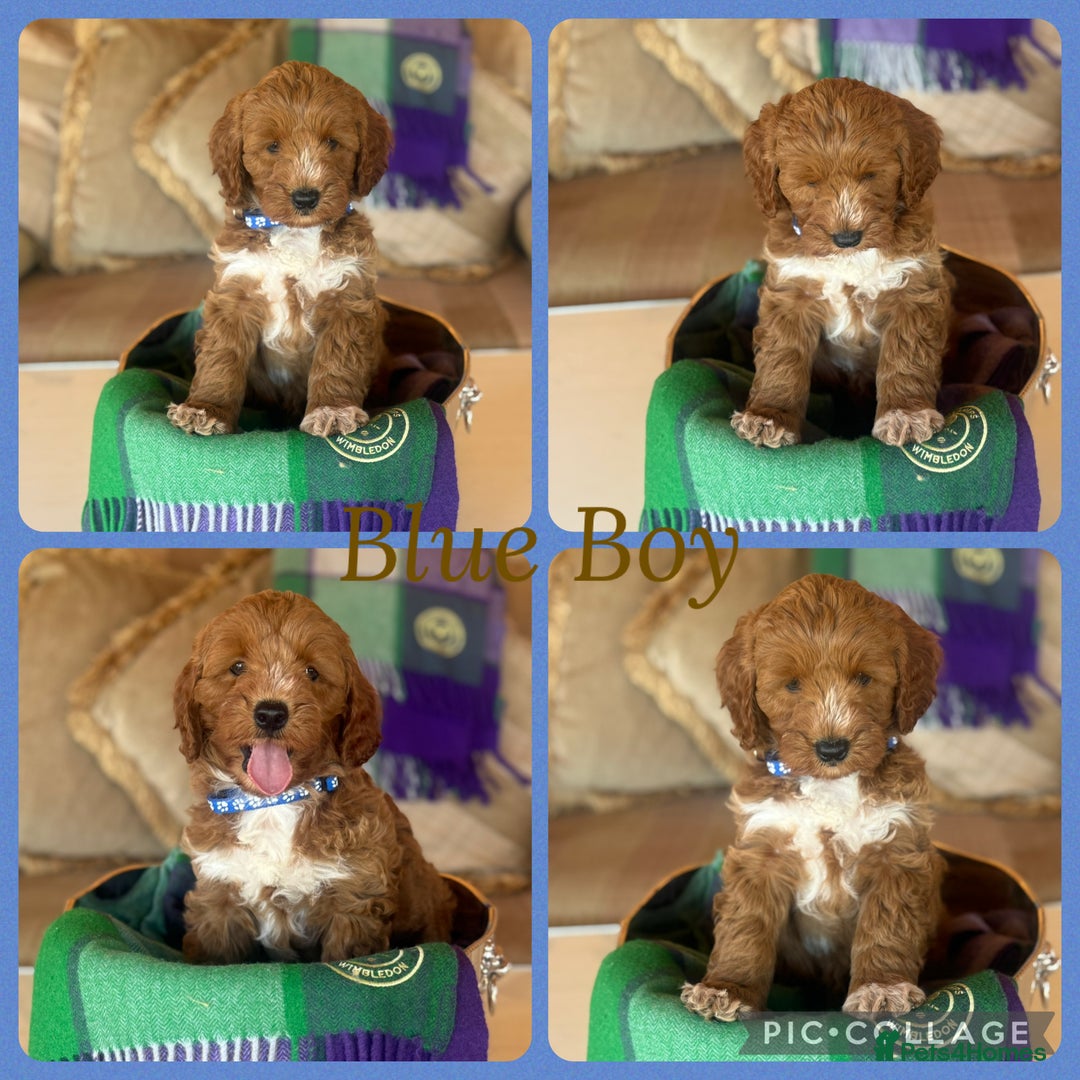 Cavapoo dogs for sale: Extensively Heslth Tested Cavapoo puppies  - Image 4