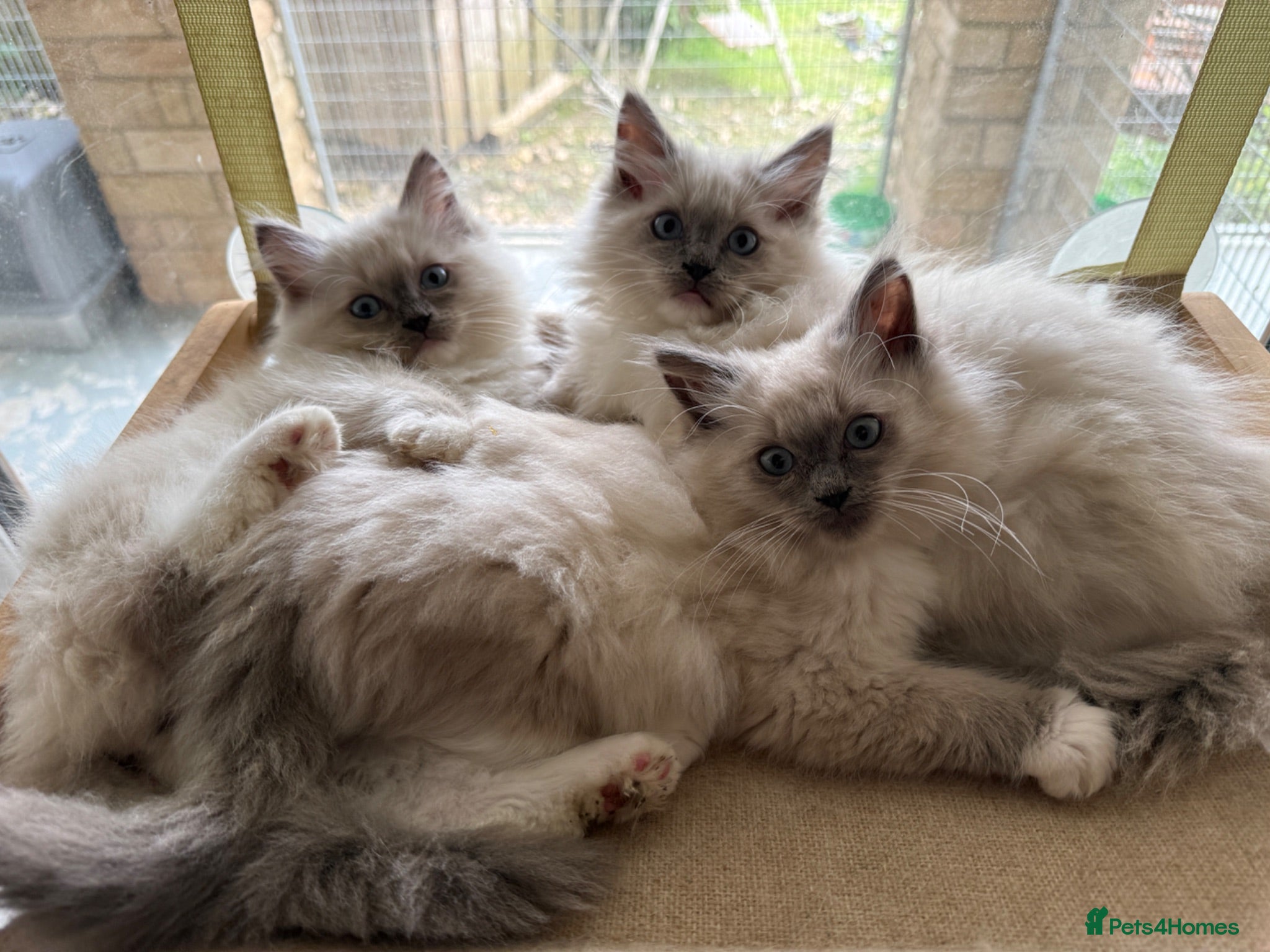 Ragdoll cats Beautiful Ragdoll kittens  - Advert 7