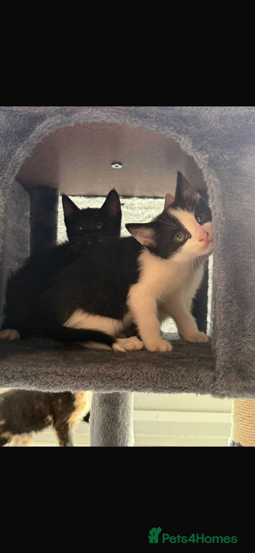 Mixed Breed cats for sale: Beautiful litter of kittens  - Image 14