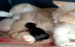 British Shorthair cats for sale: Beautiful black pedigree british shorthairs - Image 3