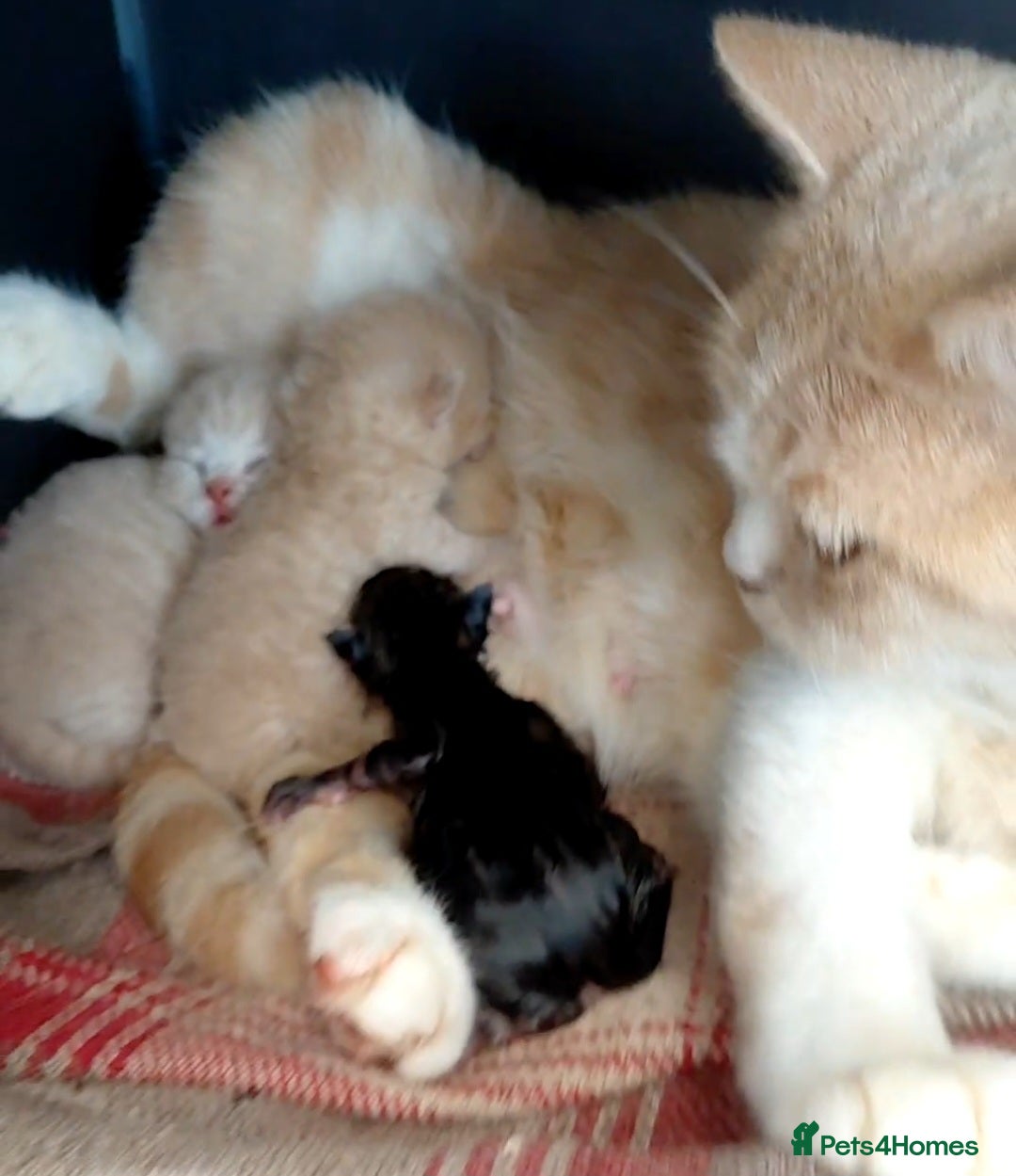 British Shorthair cats for sale: Beautiful black pedigree british shorthairs - Image 3